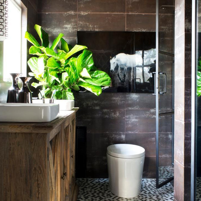 Shower Plants: A Trend with Health Benefits